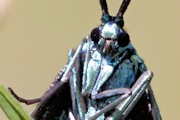 Satin-Green Forester Moth (Pollanisus viridipulverulenta)